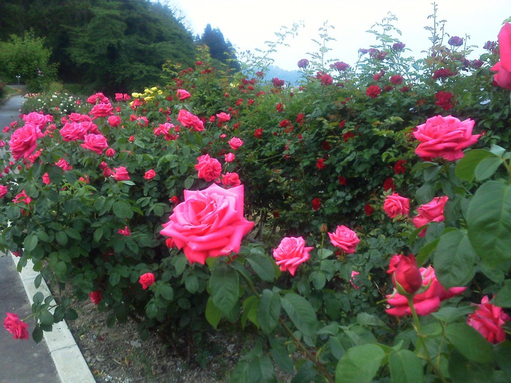 東沢バラ公園見頃です！山形牛食べ頃です（笑）