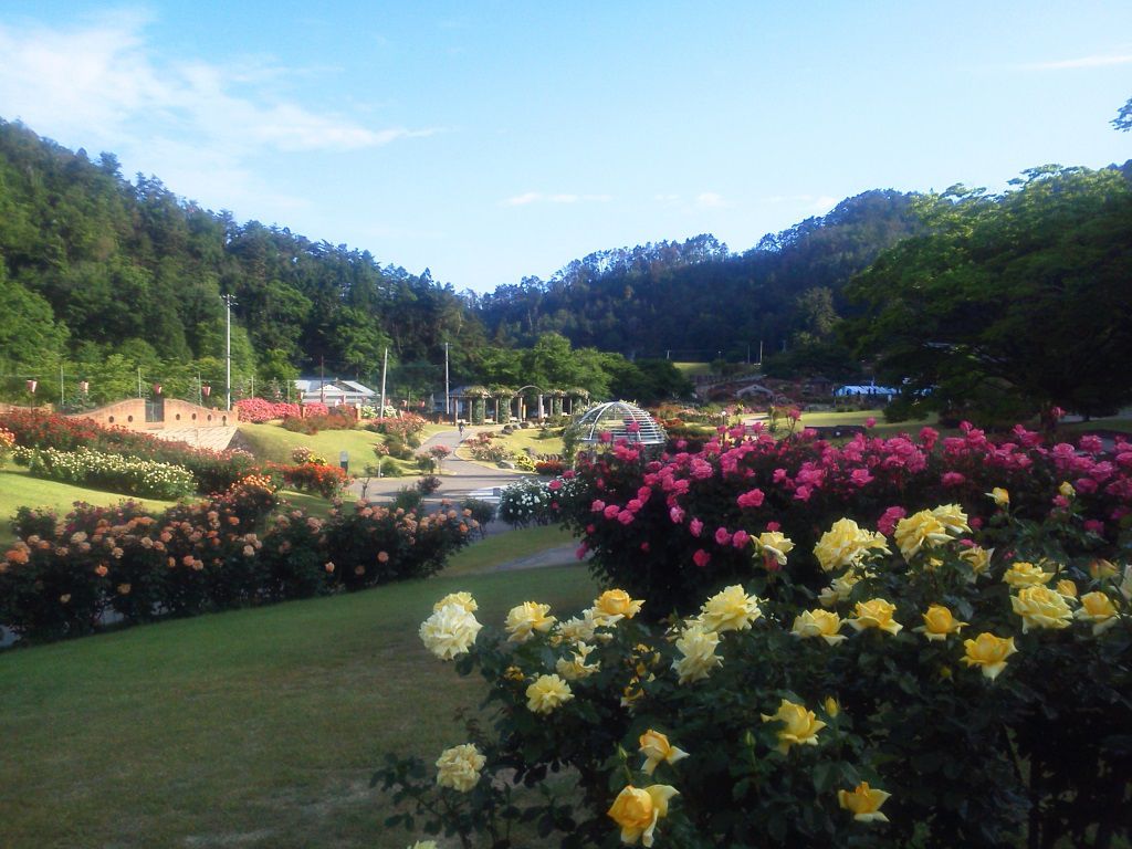 あなたは何色の薔薇の花の香りが好きですか？