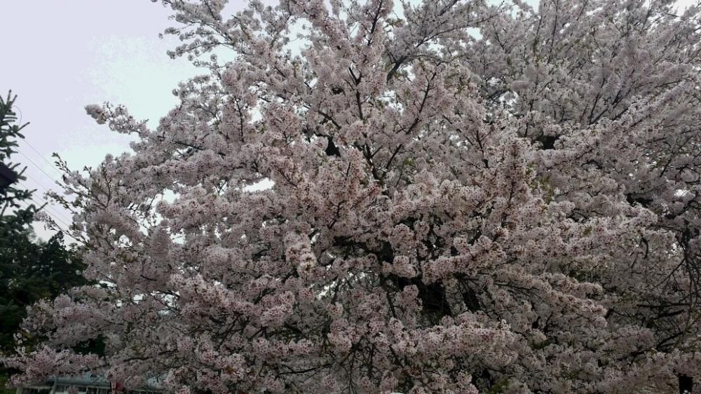 村山市東沢公園　桜見頃です！満開＼（＾O＾）／