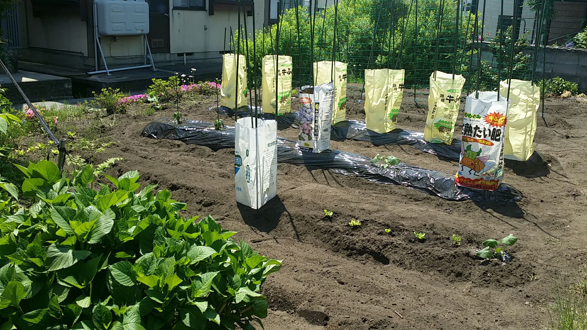 今年も家庭菜園頑張るぞ