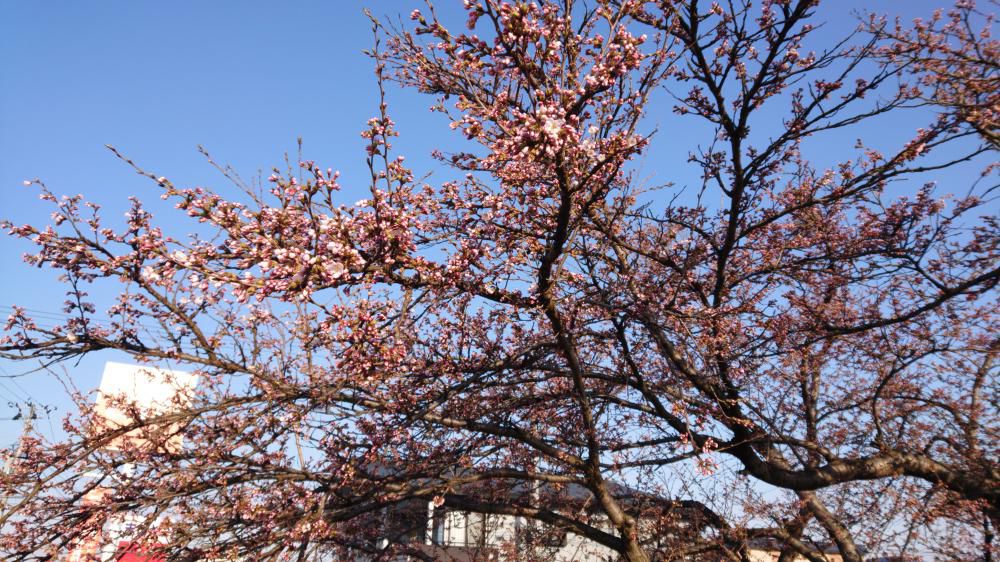 村山駅西口でも（大沢川沿い）桜開花