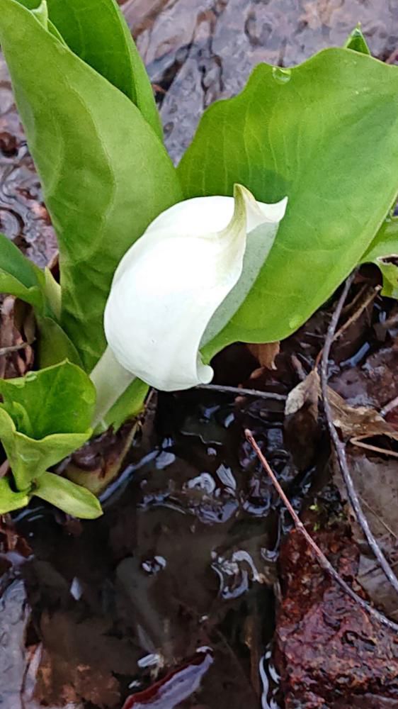 水芭蕉咲きました！