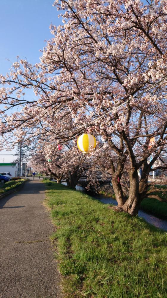 村山駅西でも桜の3分咲き