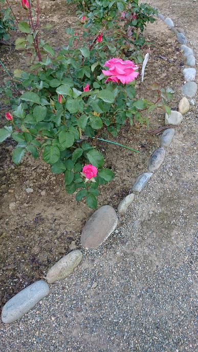 東沢公園のバラの花咲き始めました！