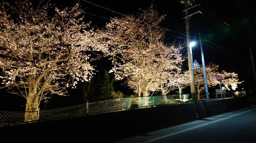 桜！ライトアップ　綺麗です観に来て下さい！