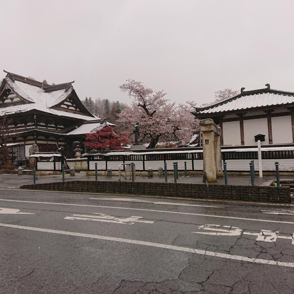 R5年4月9日なのに雪と桜