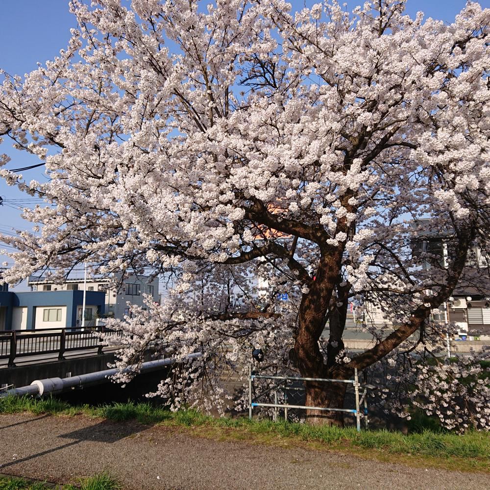 村山でも満開かな