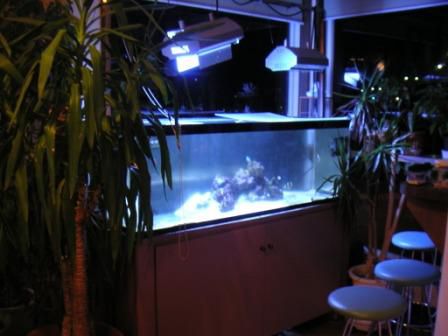 モミの木のある店　癒しの空間