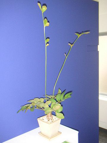 観葉植物が急成長。