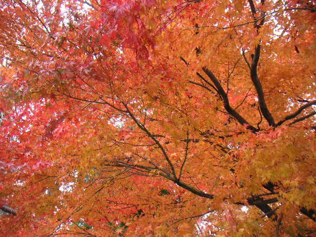 みごとな紅葉(もみじ)です。【ギャラリーのあるお店】