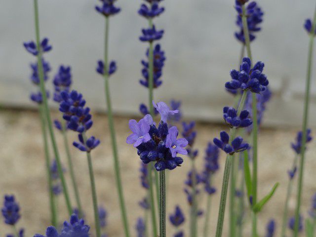 初夏の花、その１…ラベンダー