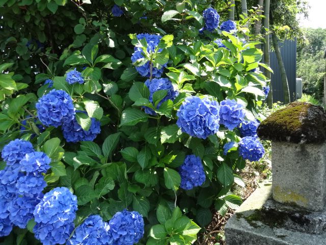 初夏の花、その２…アジサイ