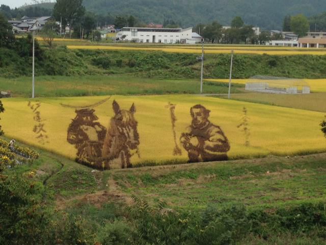 田んぼアート 実ってます(*^_^*)