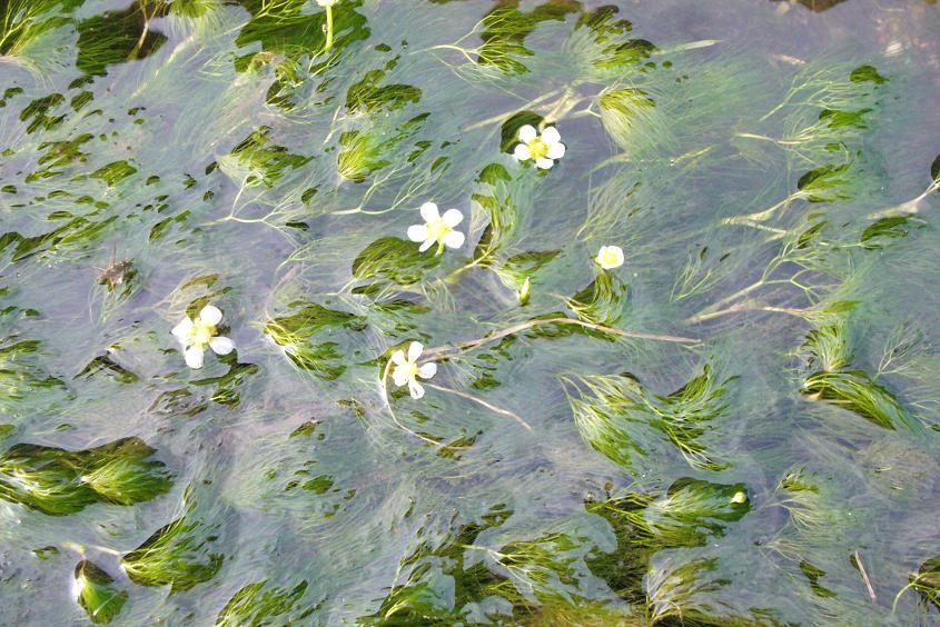 梅香藻がさららと咲いてます【お散歩ながい♪】