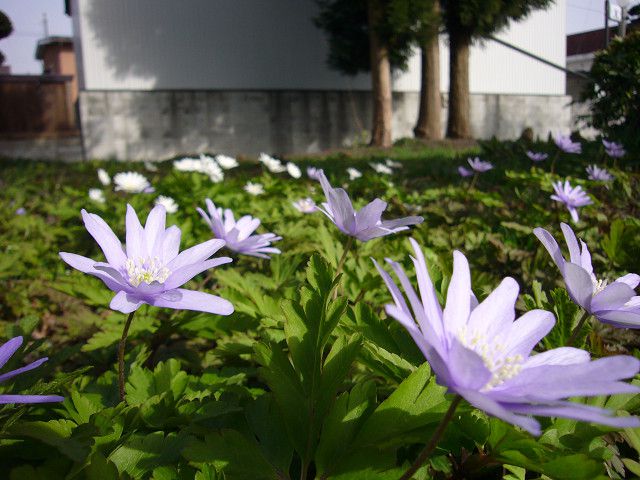 【お散歩♪長井】～秘密の場所～