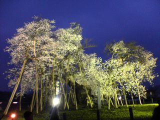 今日の久保の桜　そしてレトロファンの皆さんへ！