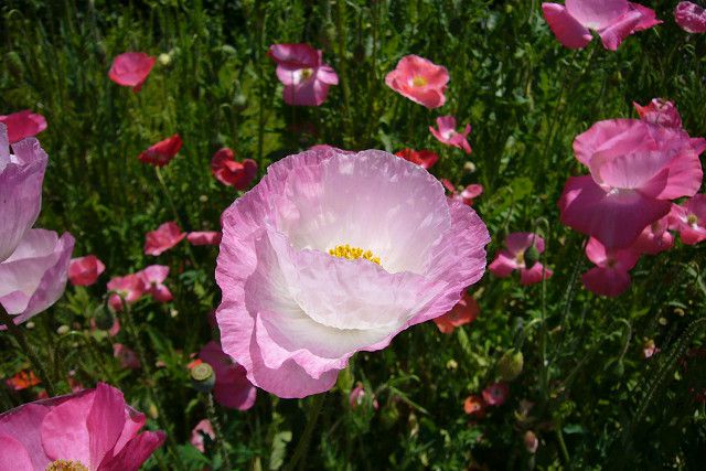 北中あだりの花がキレイ。