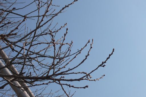 本日の釜ノ越桜　開花状況