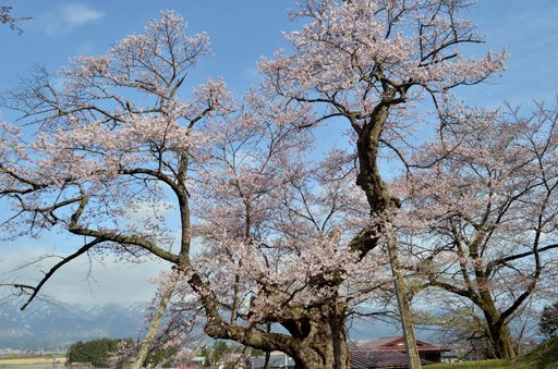 さくら開花状況（4/20現在）