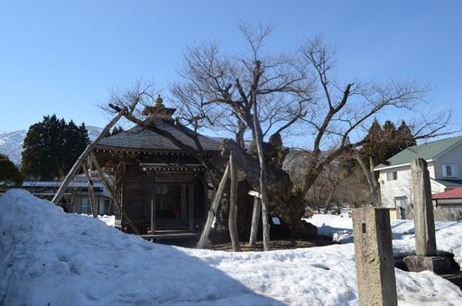 釜ノ越・薬師ザクラ　つぼみとなごり雪