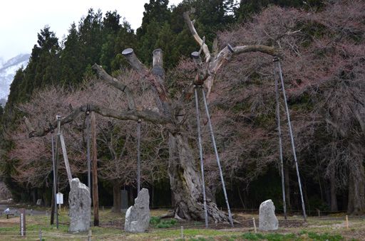 【しらたか古典桜開花情報】