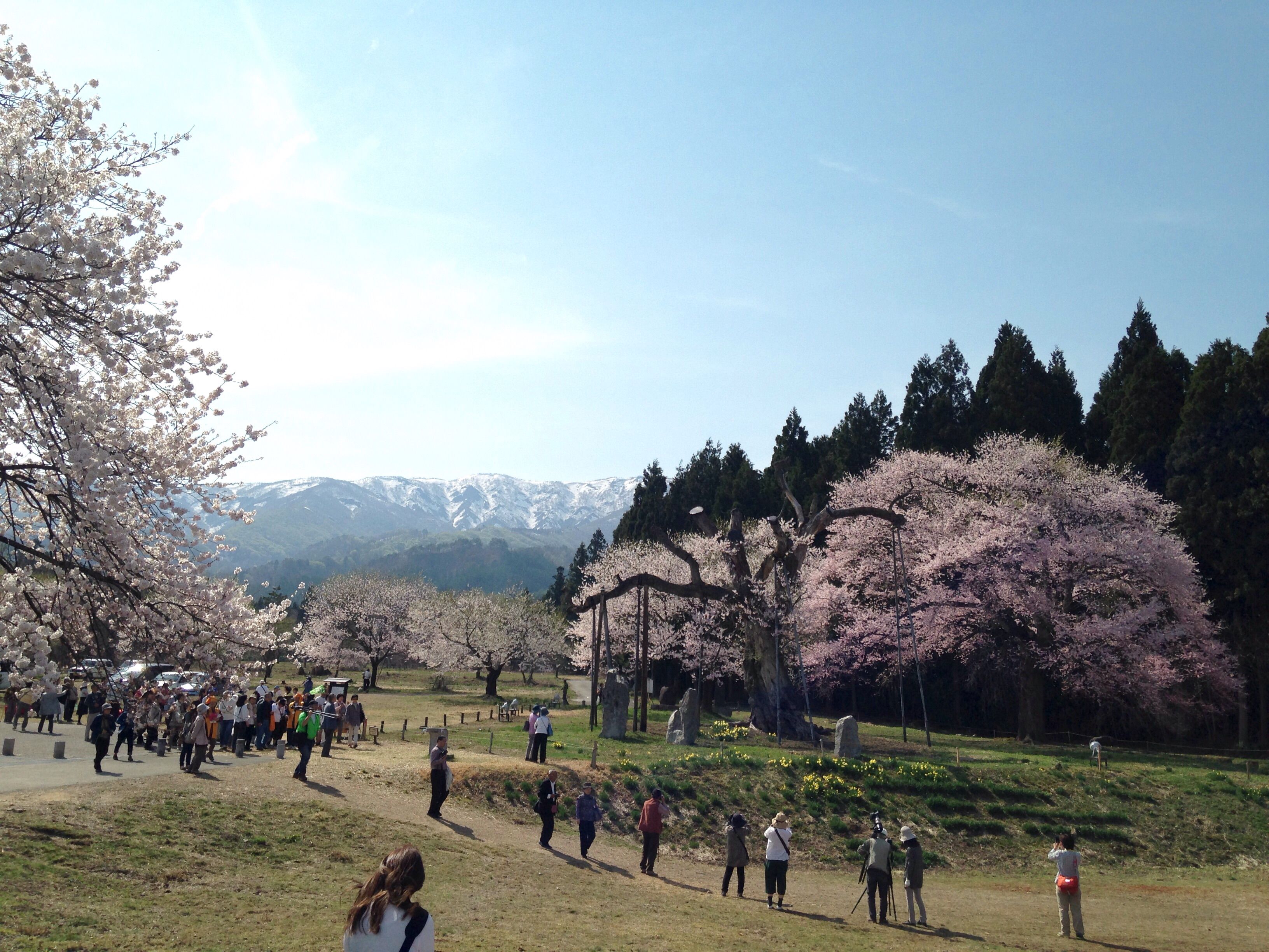 しらたか古典桜開花情報