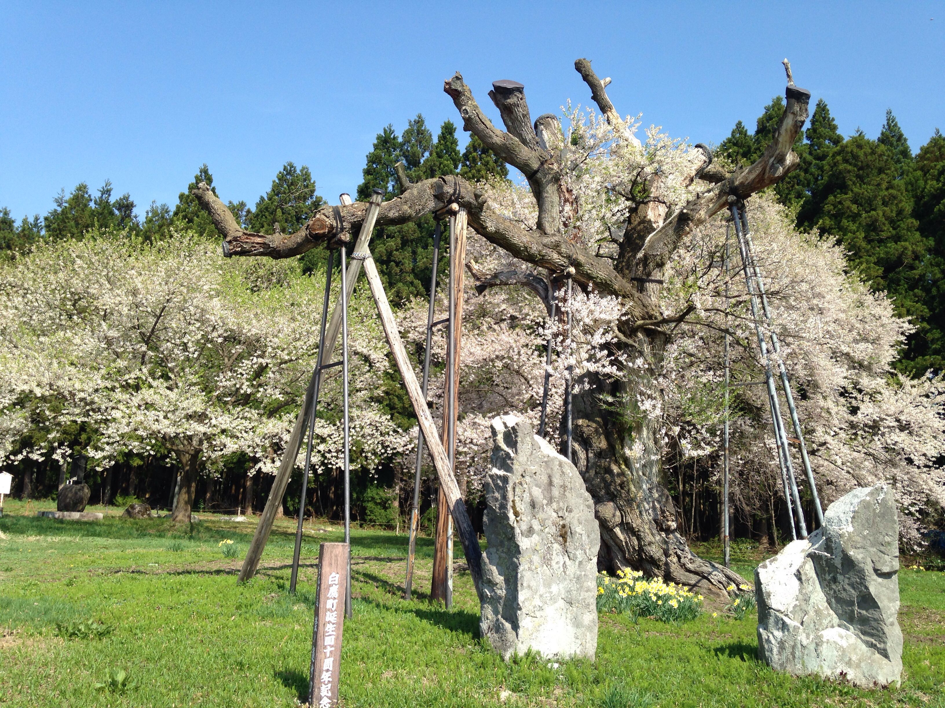 釜の越・薬師さくらまつり 明日で終了のお知らせ