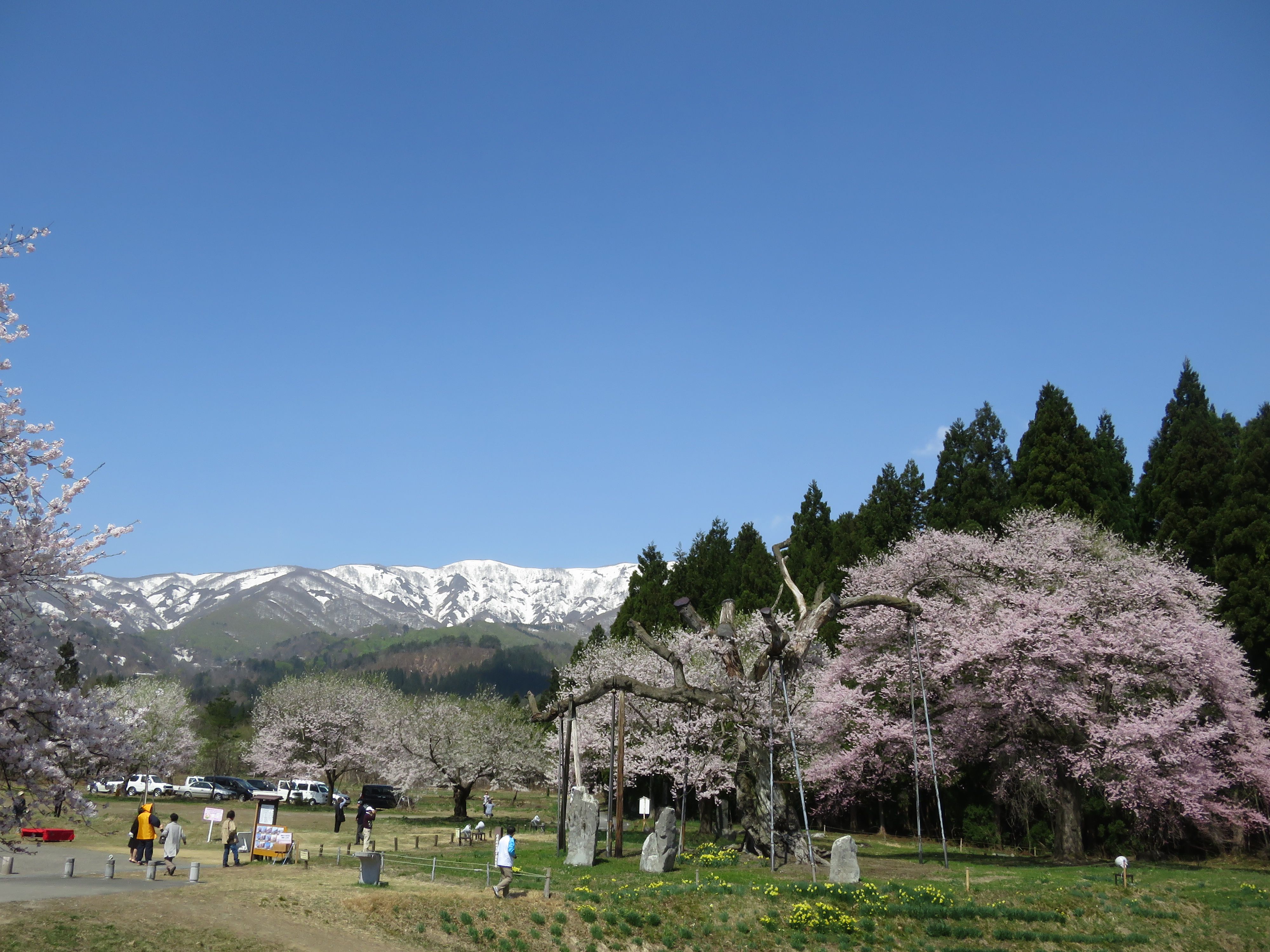 釜の越・薬師さくらまつり　皆様ありがとうございました