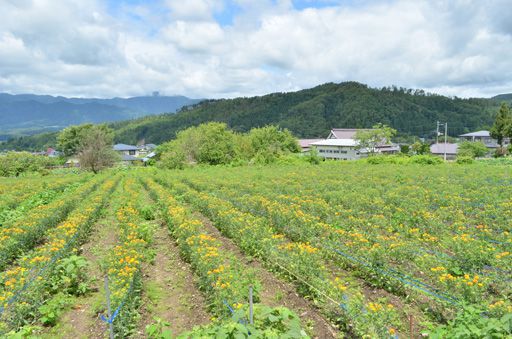 紅花開花状況です