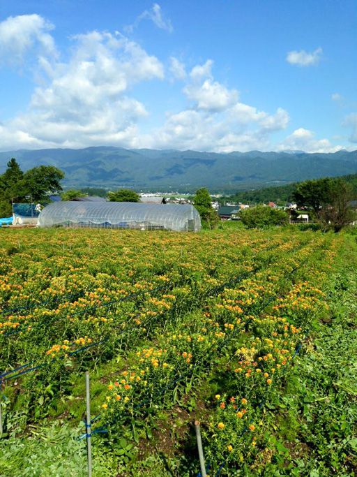 紅花開花状況　（7/2現在）