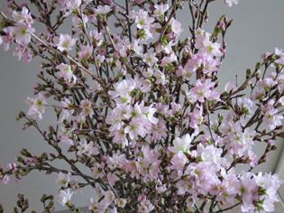 白鷹の冬といえば・・・