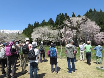 ～花ウォーク～　白鷹古典桜・さくら回廊そぞろ歩き