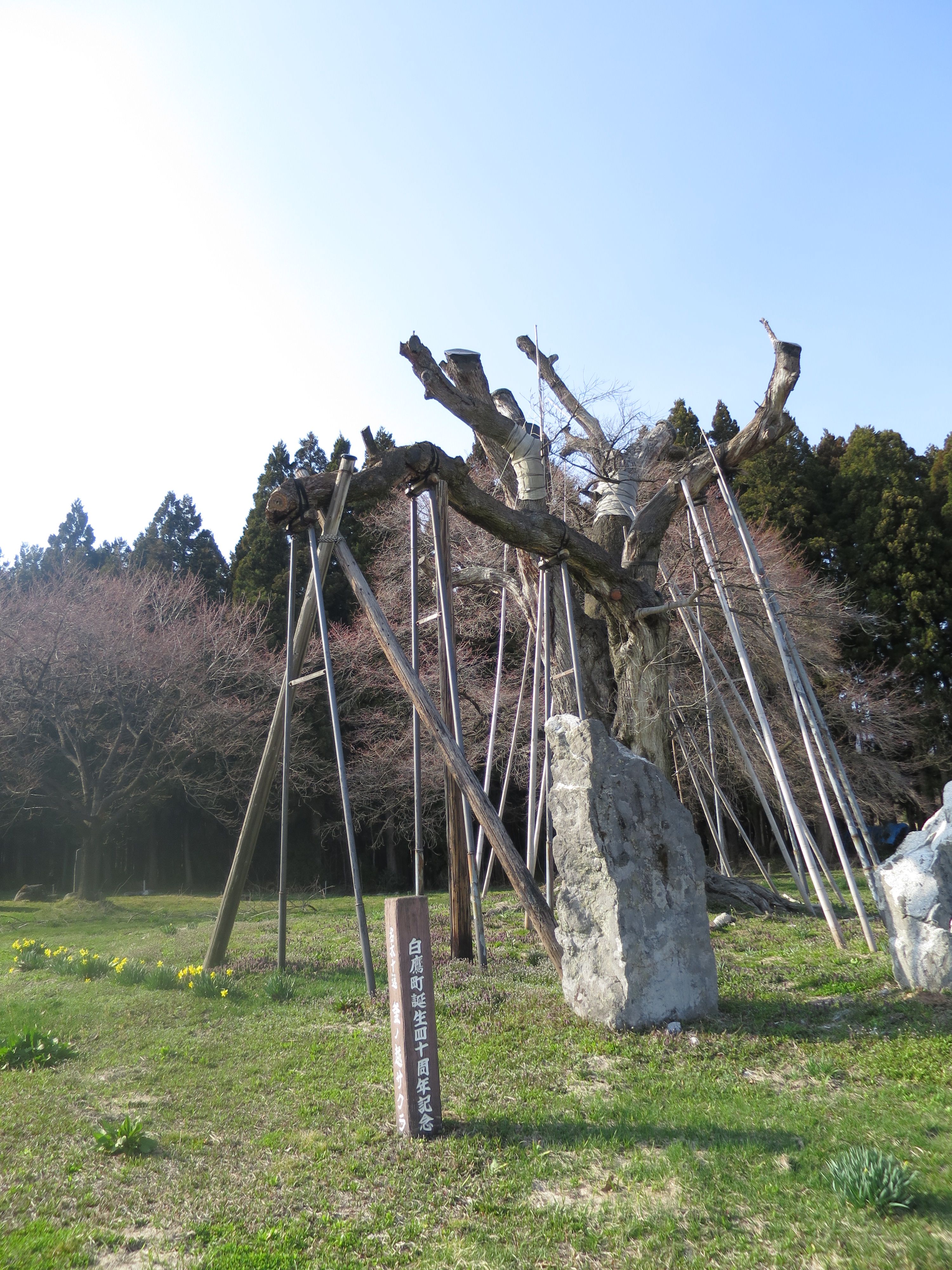 釜ノ越サクラ　開花状況