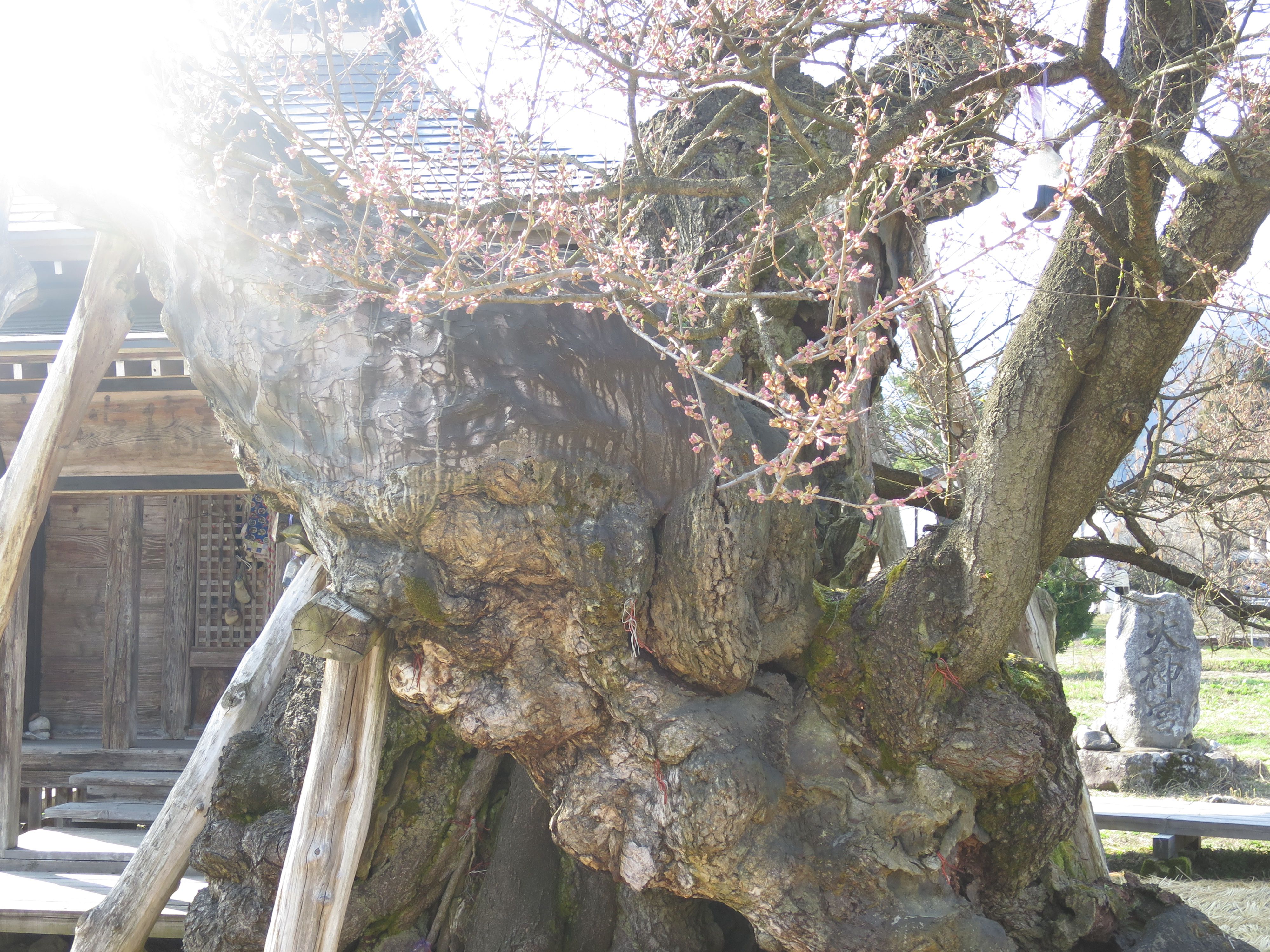 薬師ザクラ　開花状況