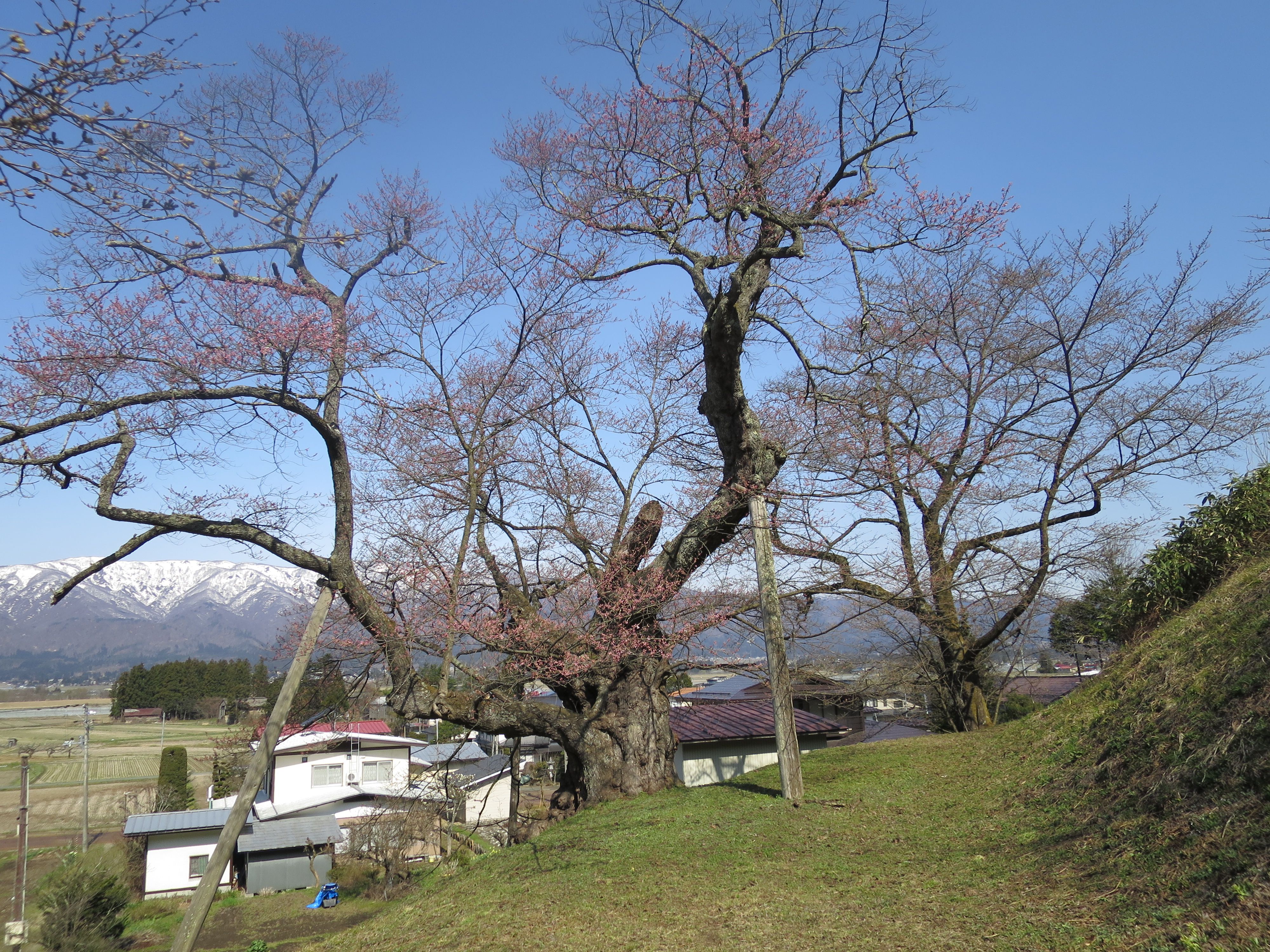 殿入りザクラ