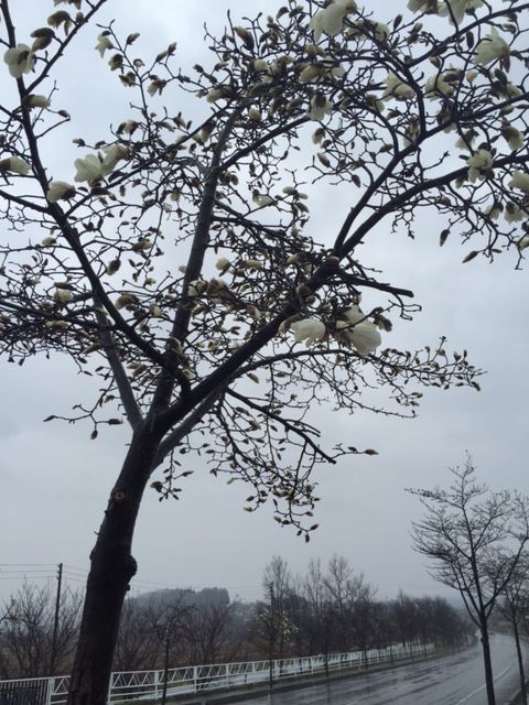 こぶし開花状況