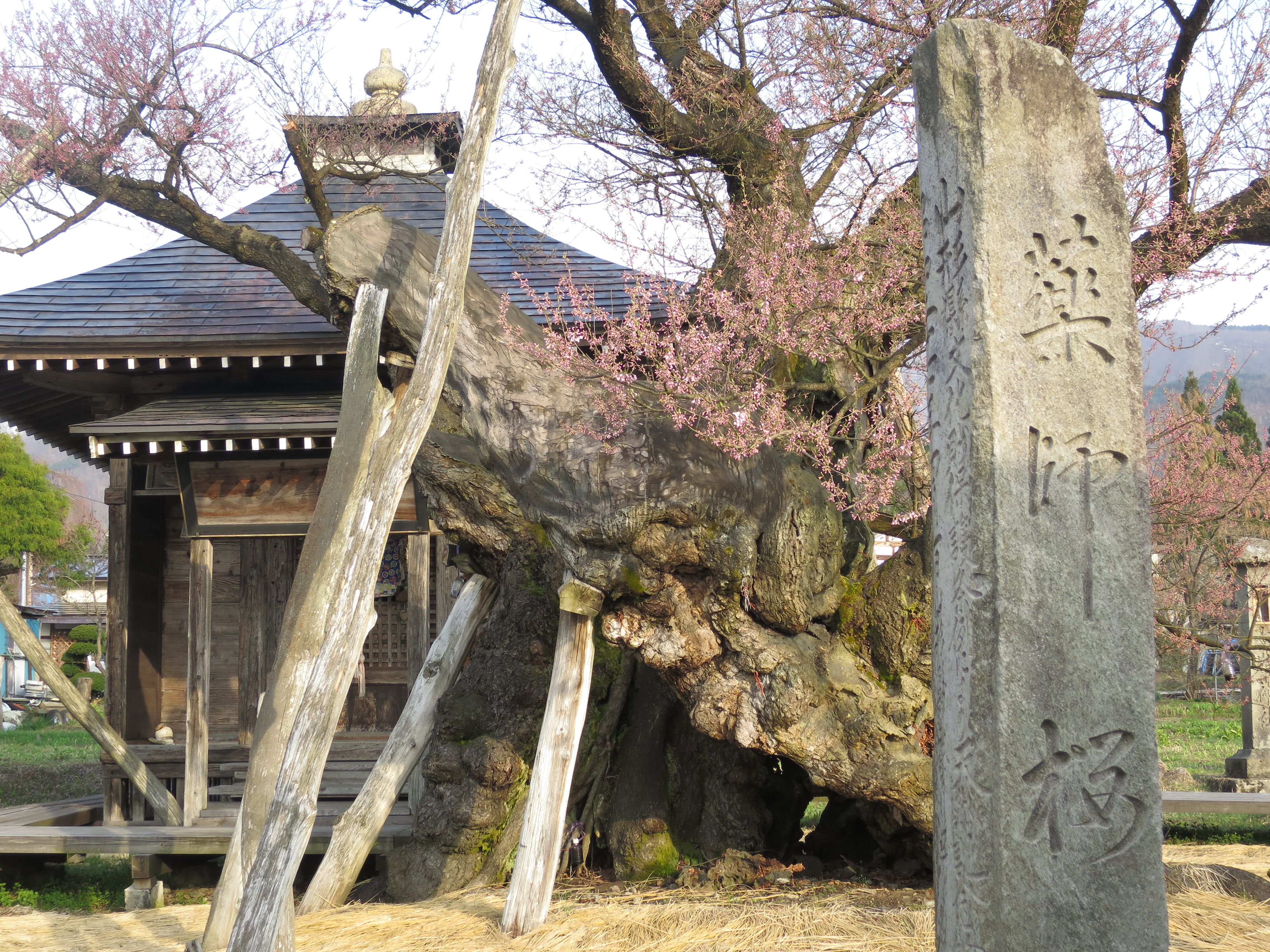 桜開花状況