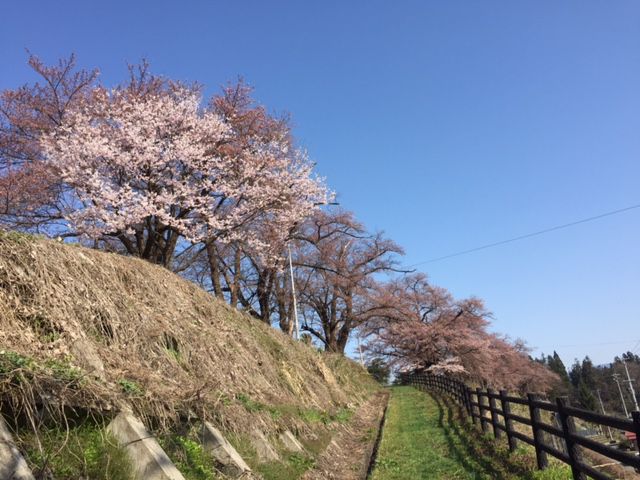 スポーツ公園の桜　3分咲き