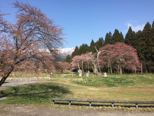 釜ノ越サクラ　薬師ザクラ　開花状況