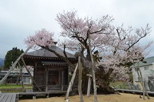 釜ノ越サクラ　薬師ザクラ　開花状況（4月14日現在）