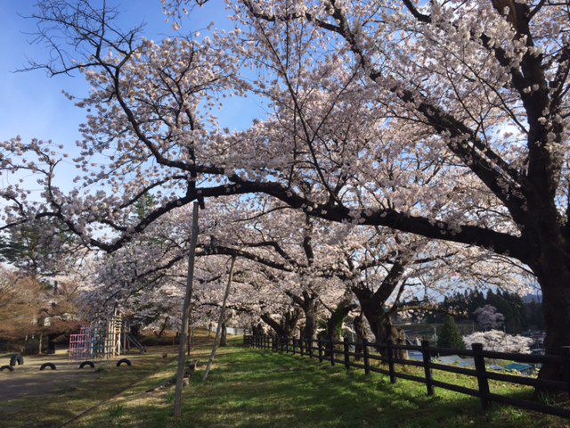 スポーツ公園見頃です