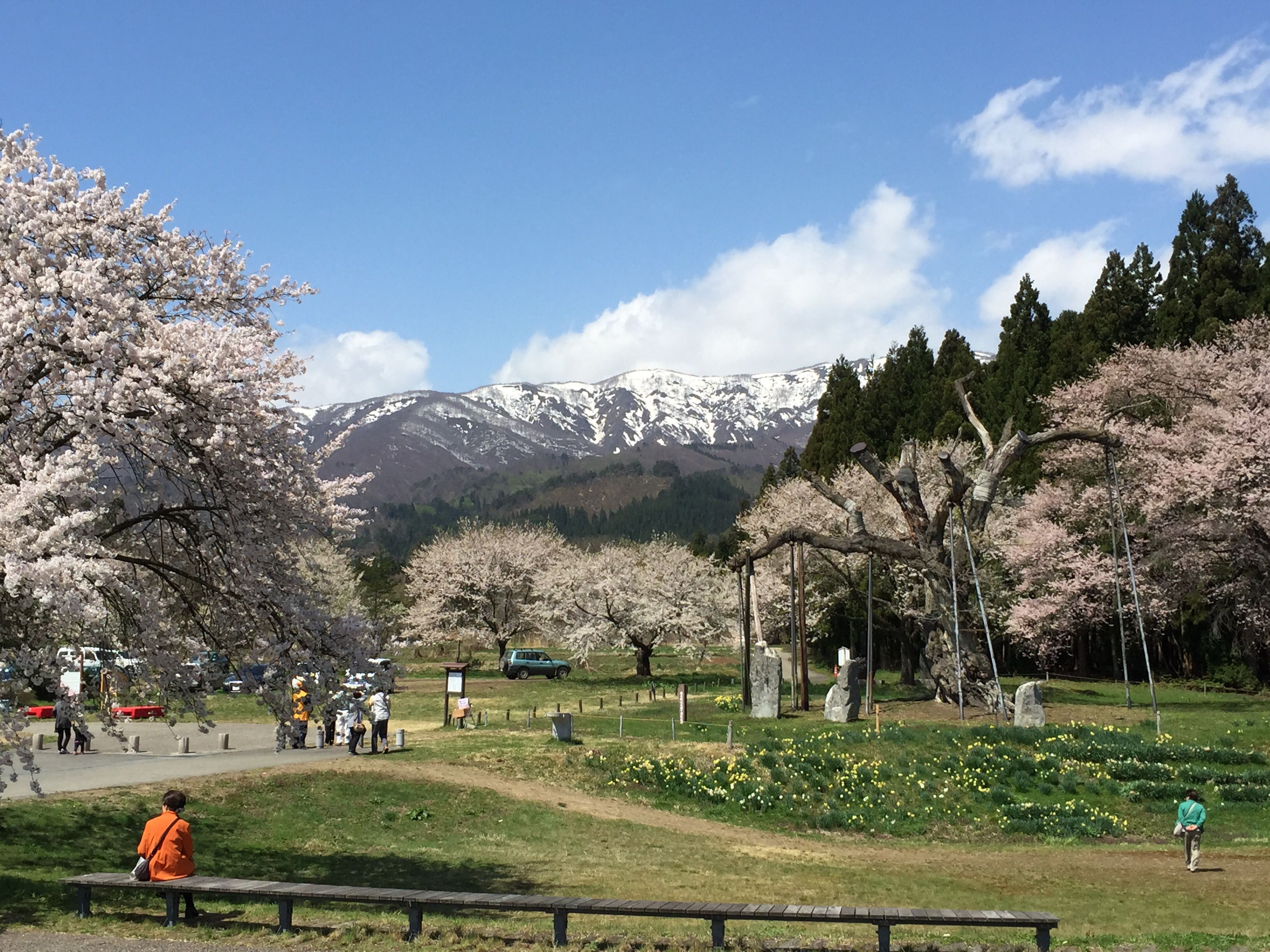 現在の釜の越薬師さくらまつり会場