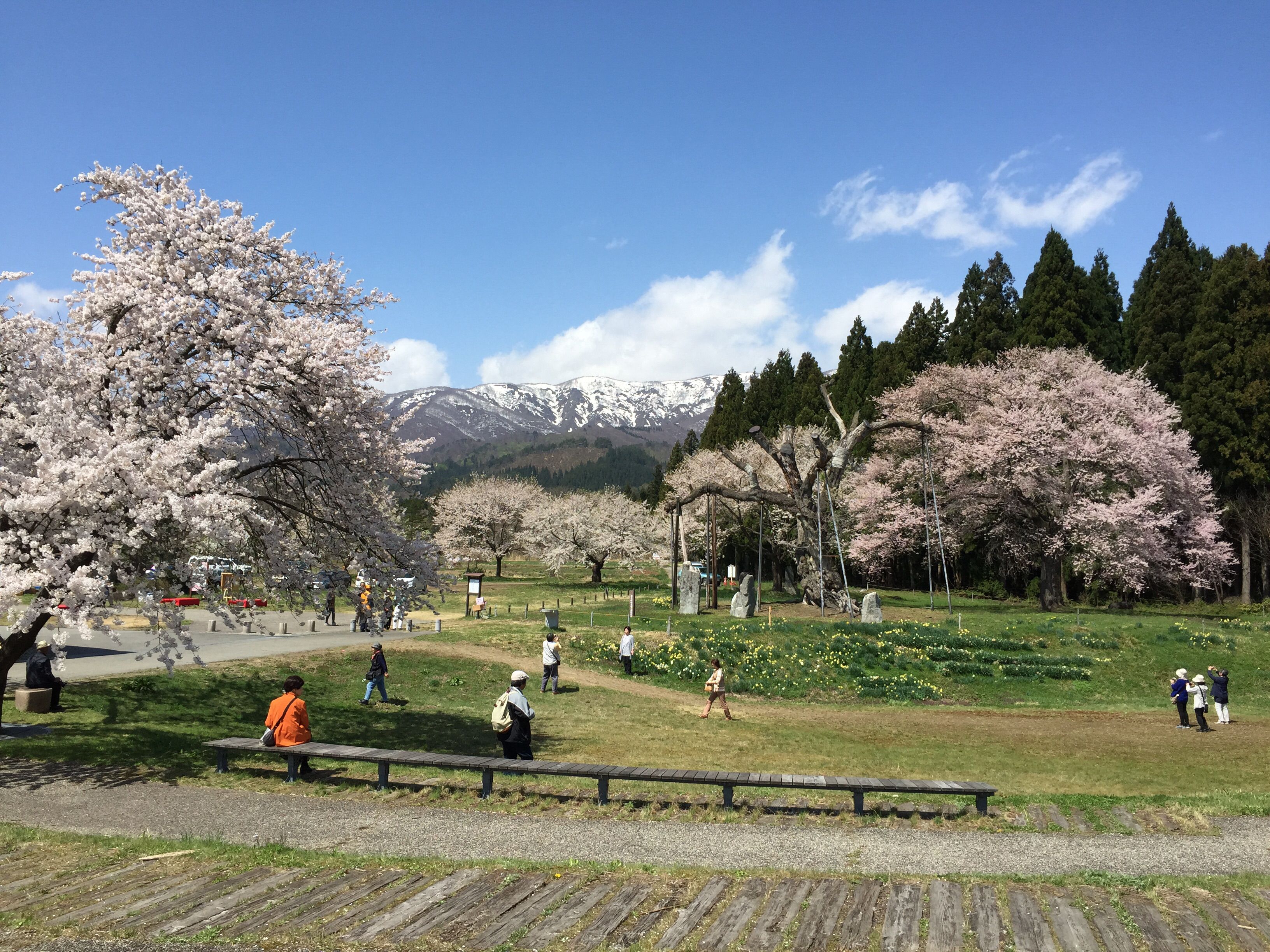 現在のさくらまつり会場