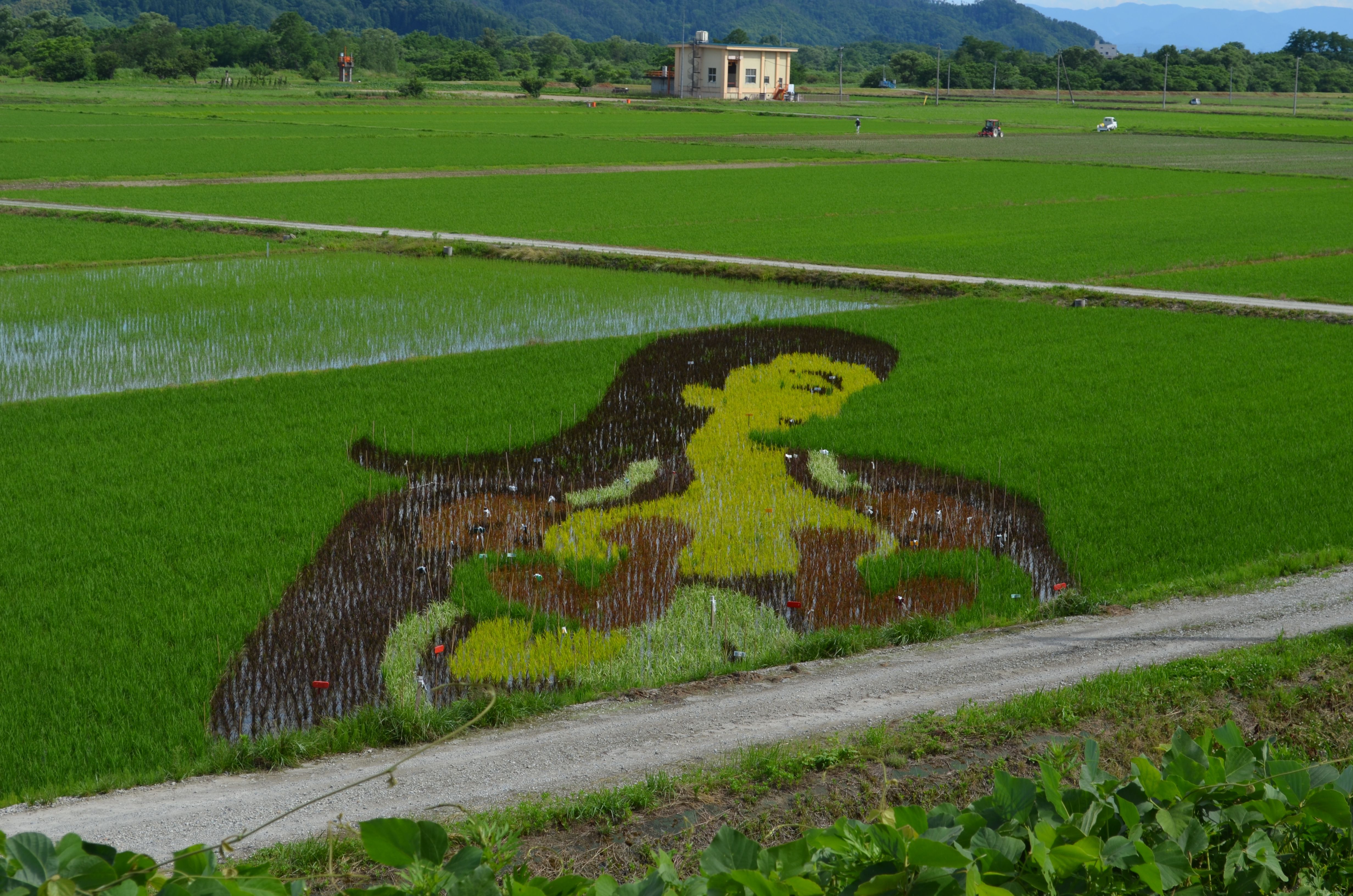 ～2016.6.28 続・田んぼアート～