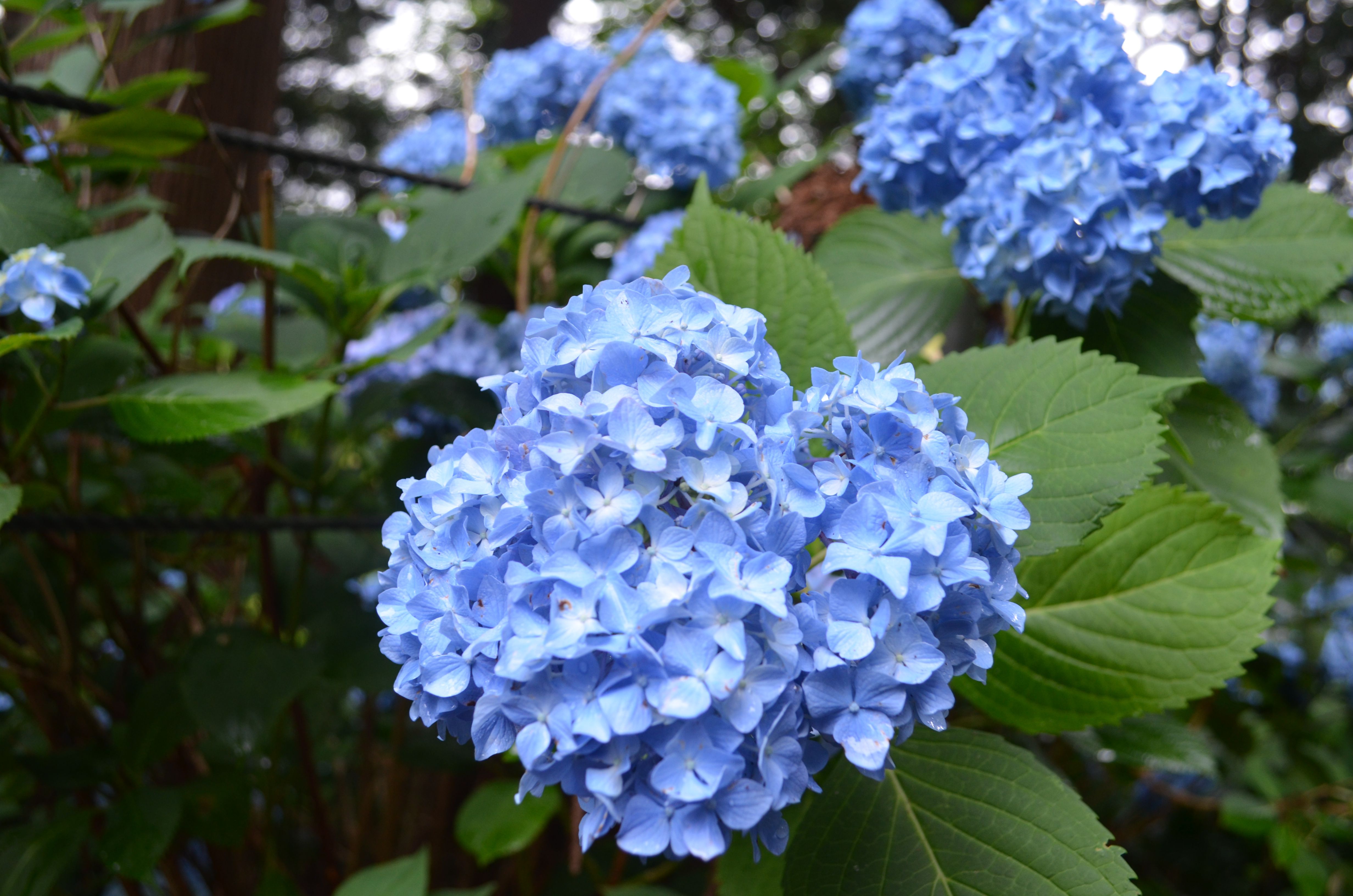 ～2016.6.28 あじさい！紫陽花！アジサイ！～