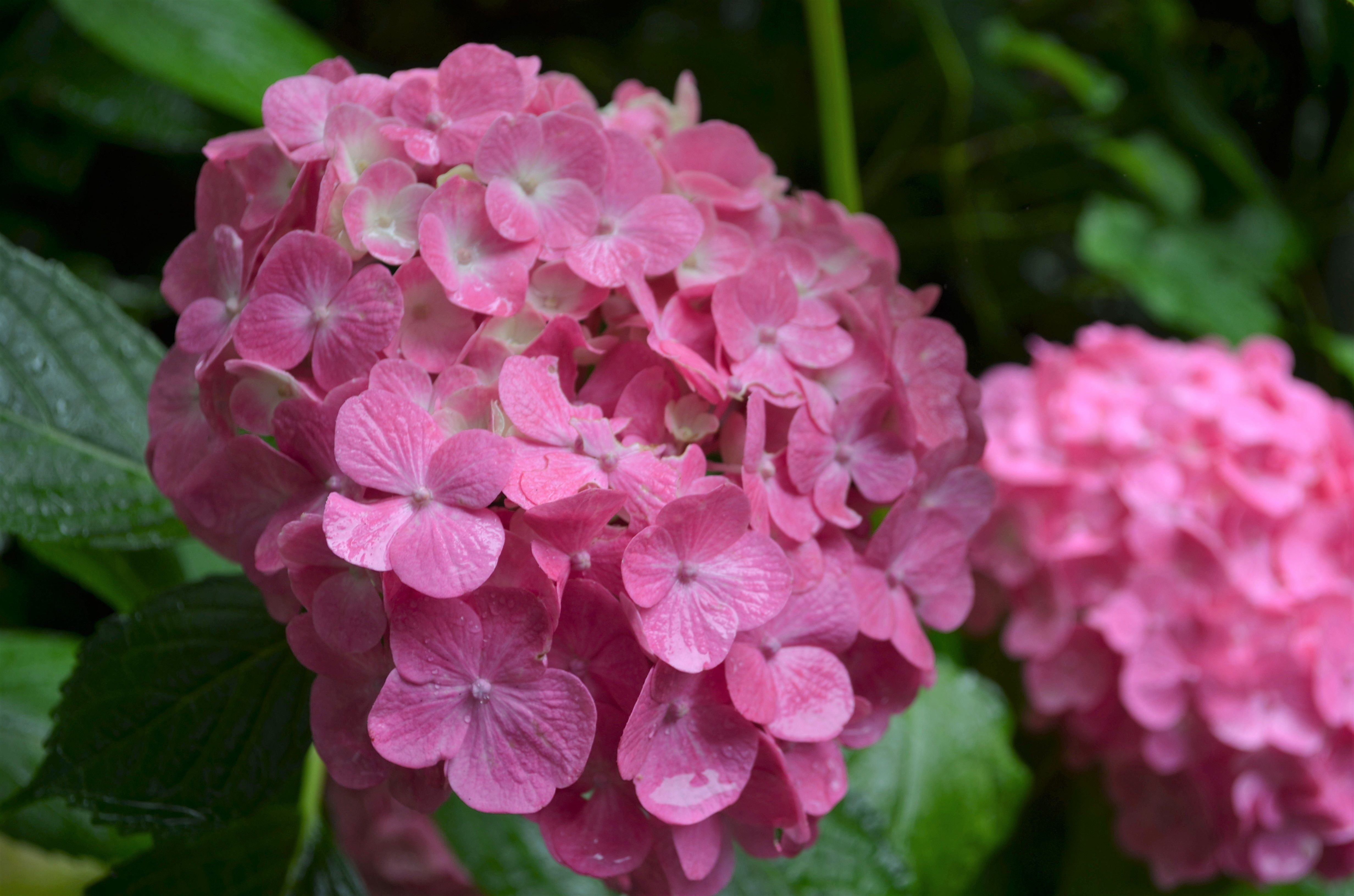 ～2016.7.6. 雨の紫陽花～