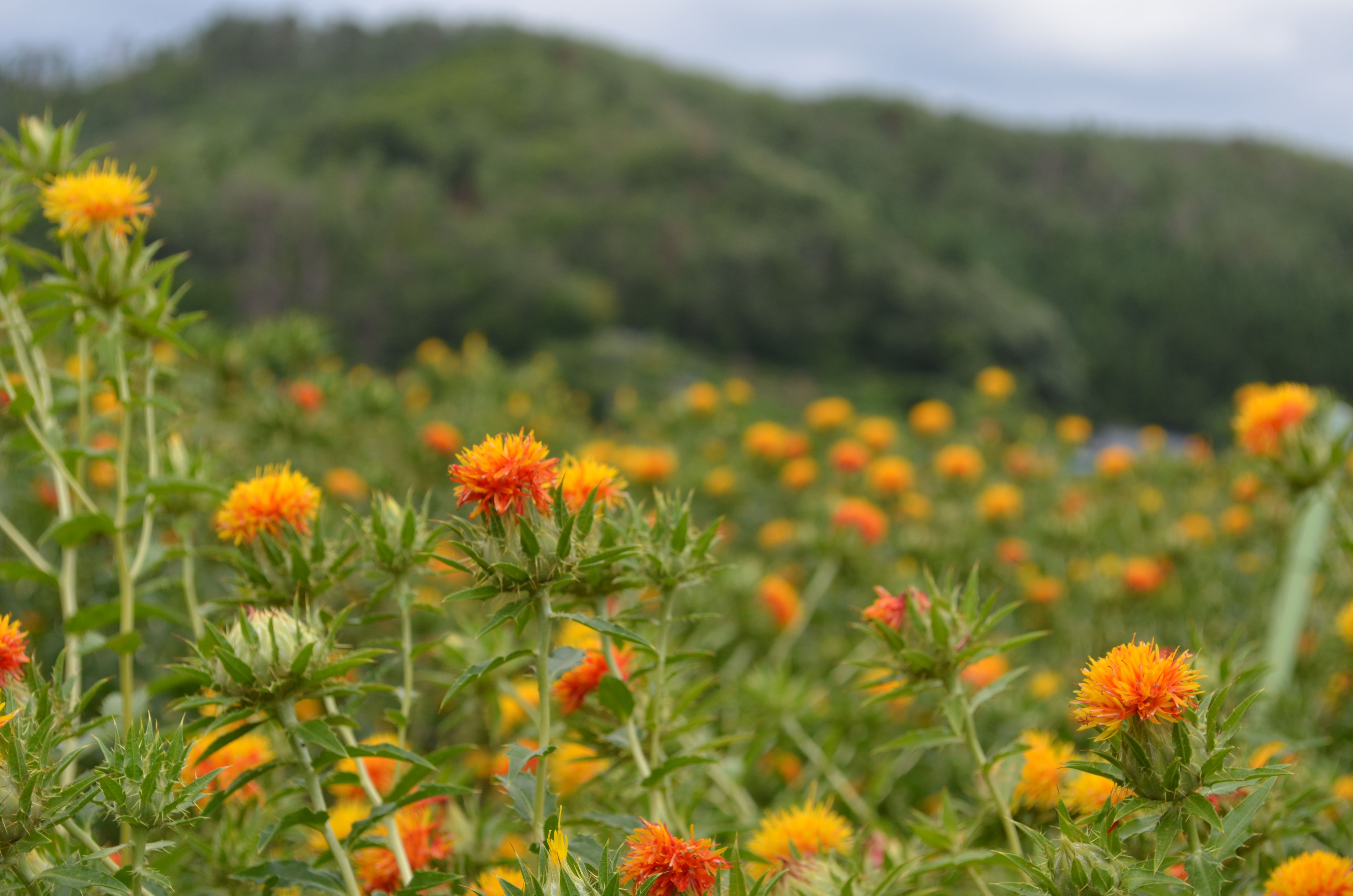 紅花写真コンテストのご案内はコチラ