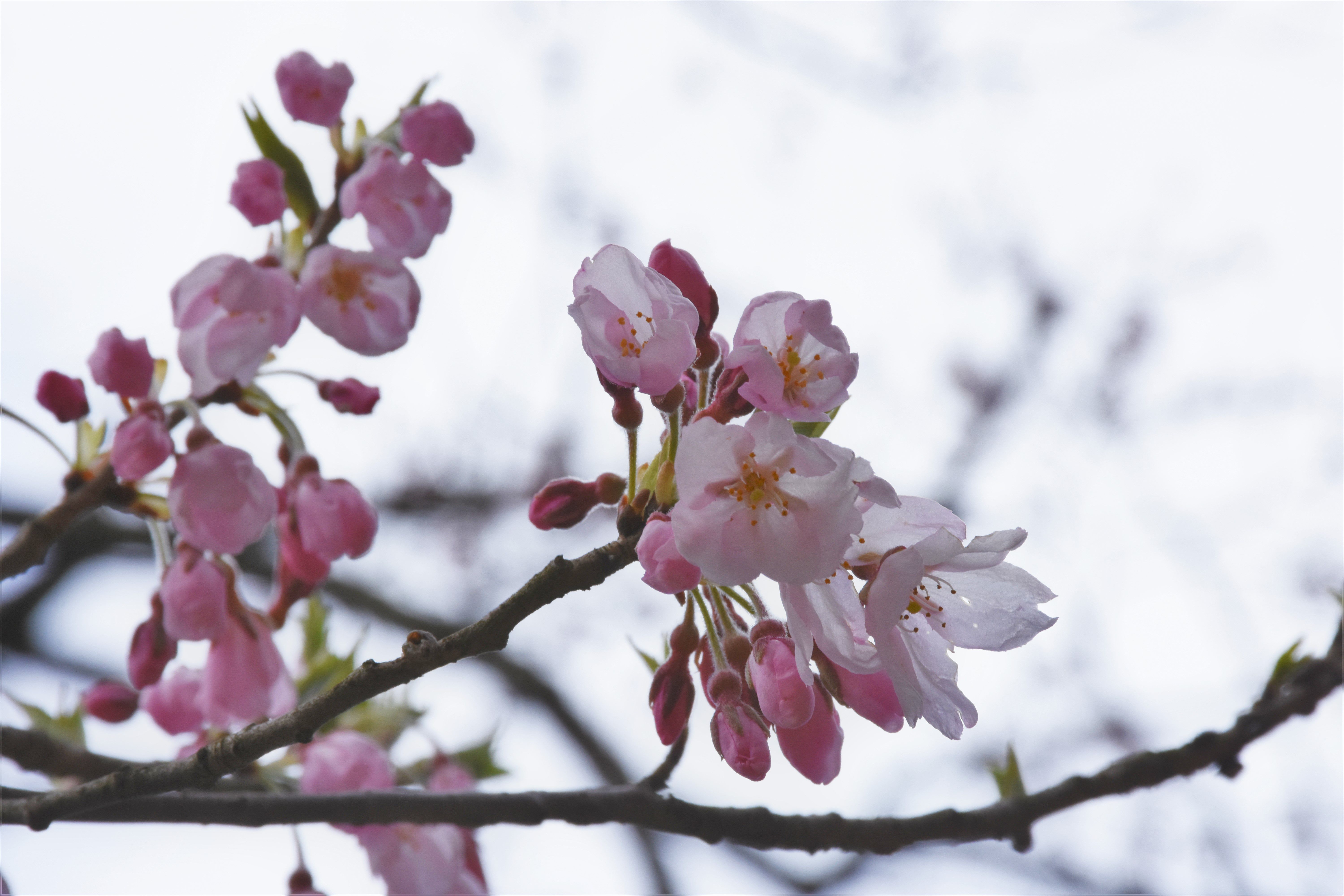 2017/4/18 桜　開花状況