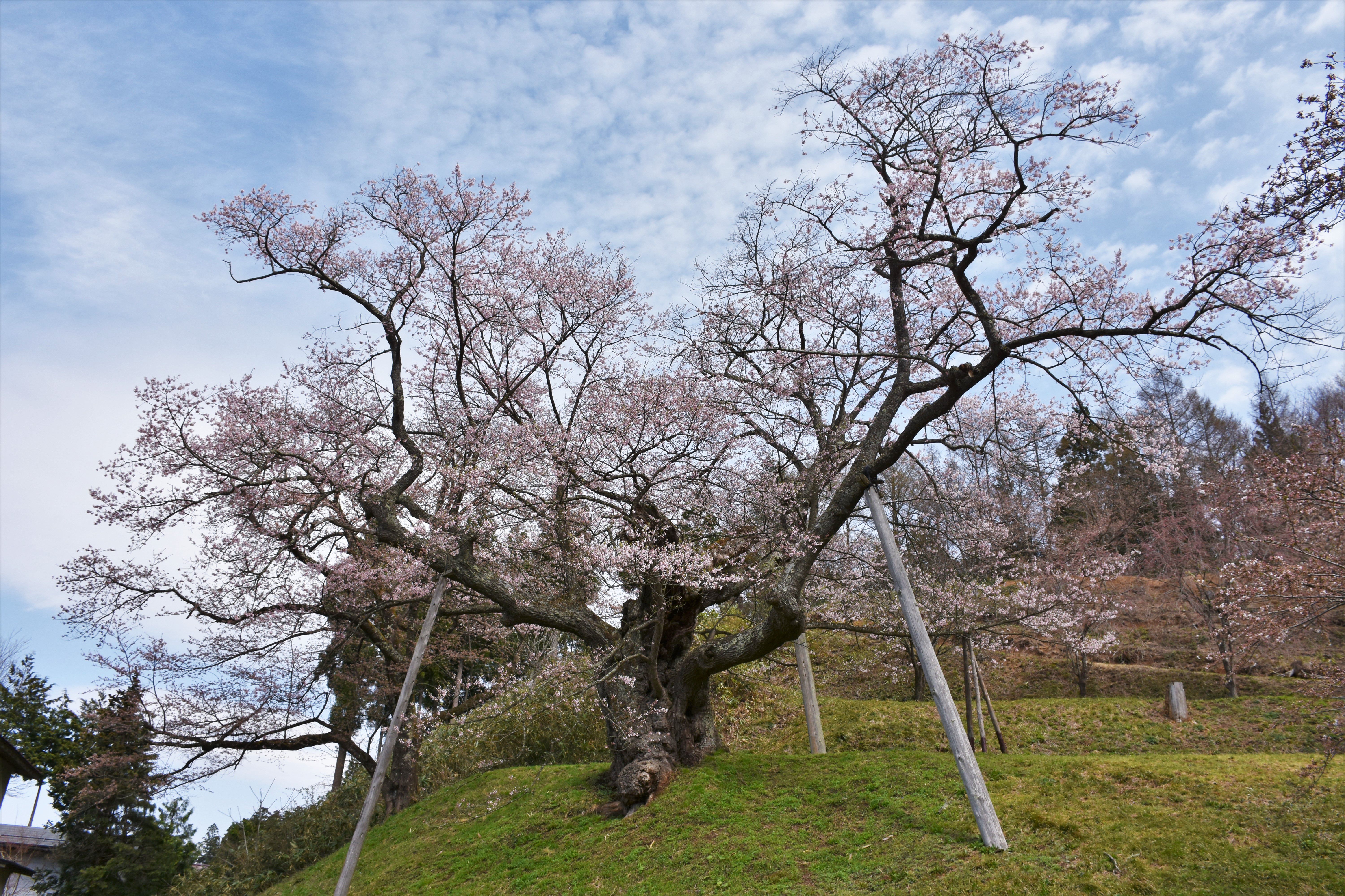 2017/4/21 桜　開花状況