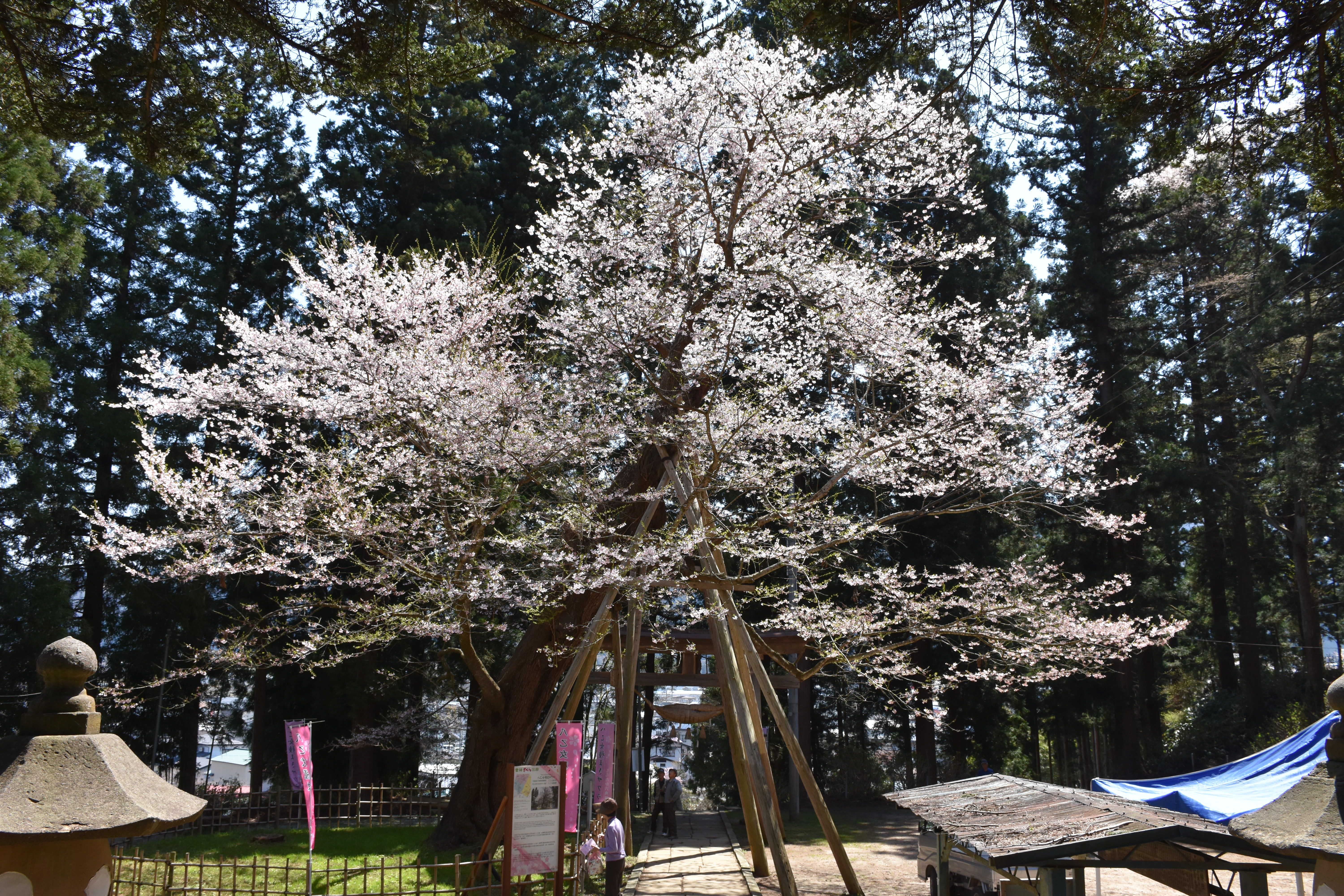 2017/4/24 桜　開花状況